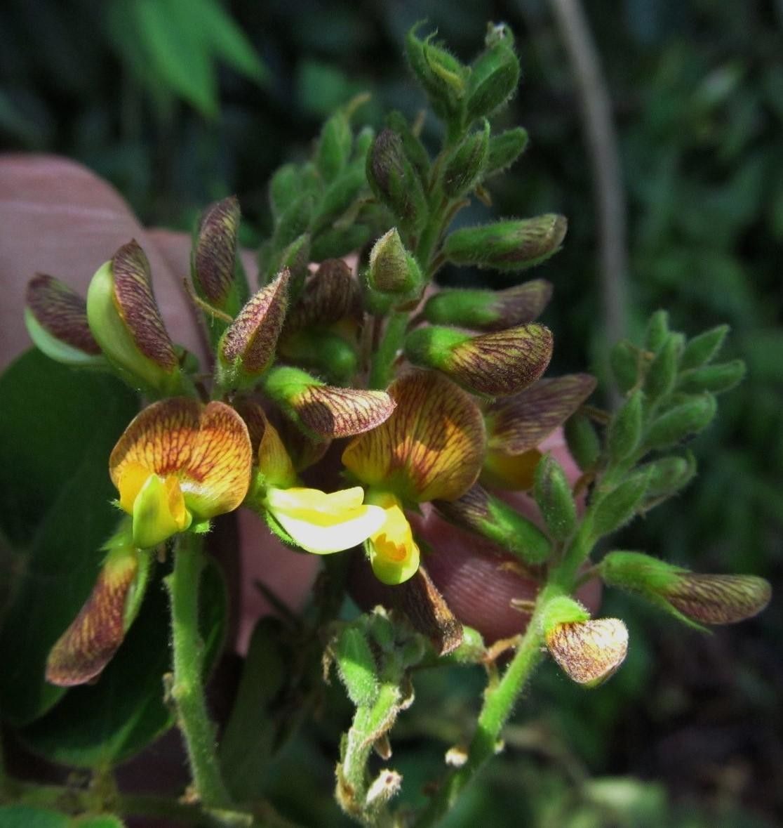 Rhynchosia quercetorum flower