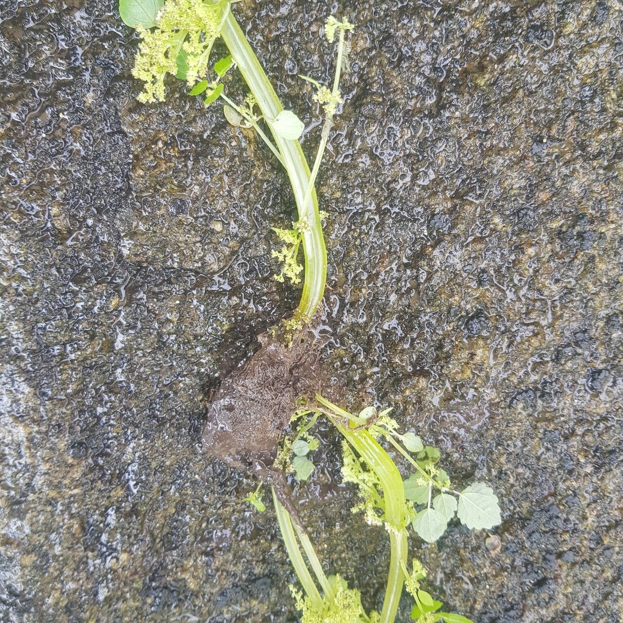 Pilea angolensis habit