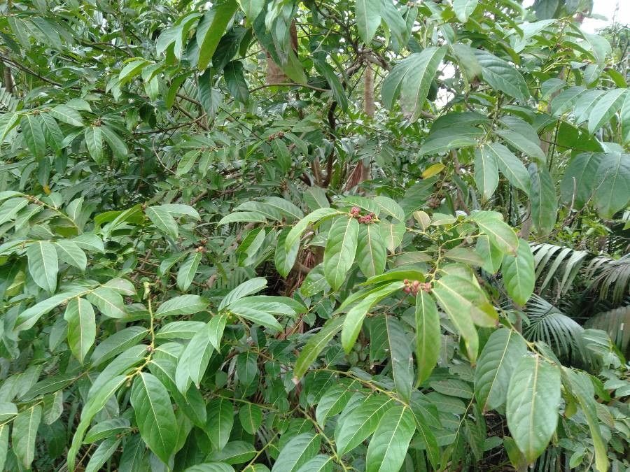 Glochidion urophylloides habit