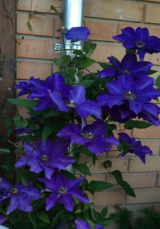 Clematis spp. — search result for 'Clematis'