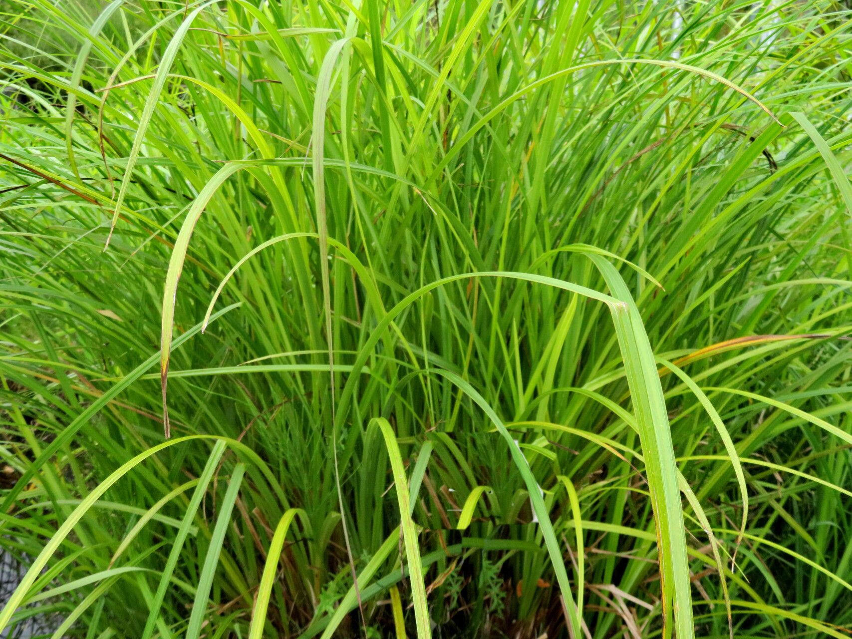 Carex randalpina habit