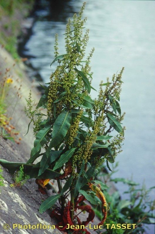 Rumex × heterophyllus — houseplant care guide