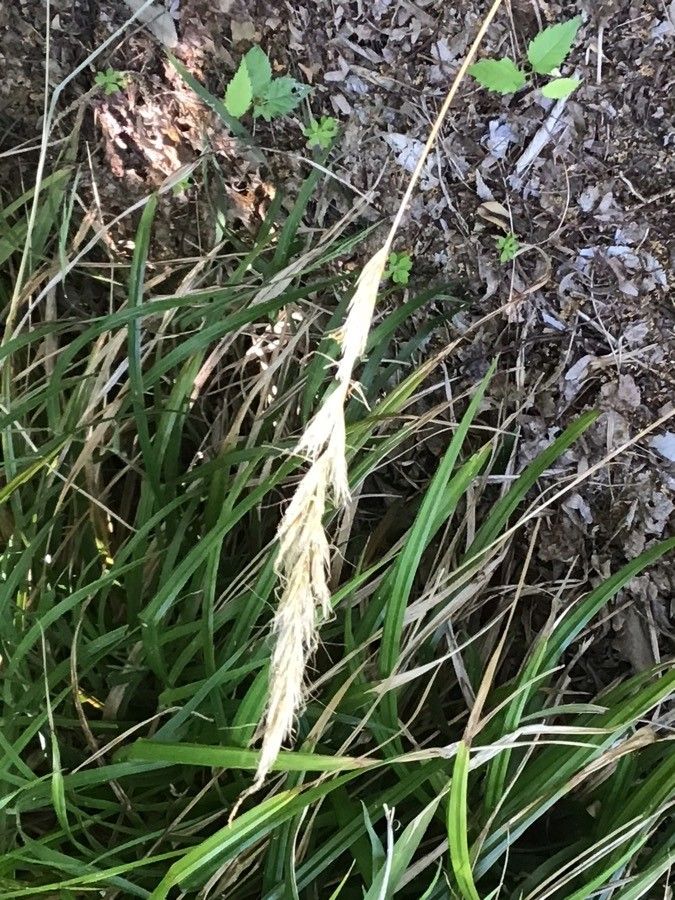 Helictochloa hackelii fruit