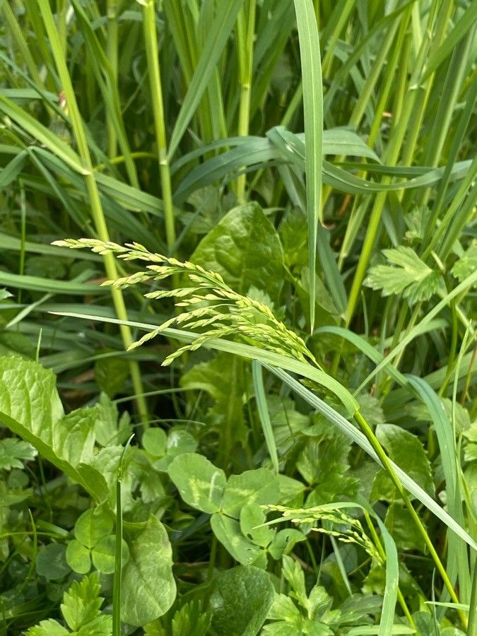 Poa palustris