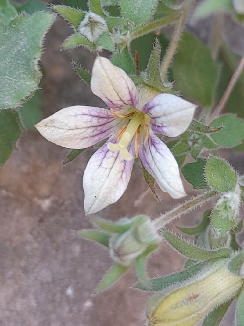 Campanula incanescens flower