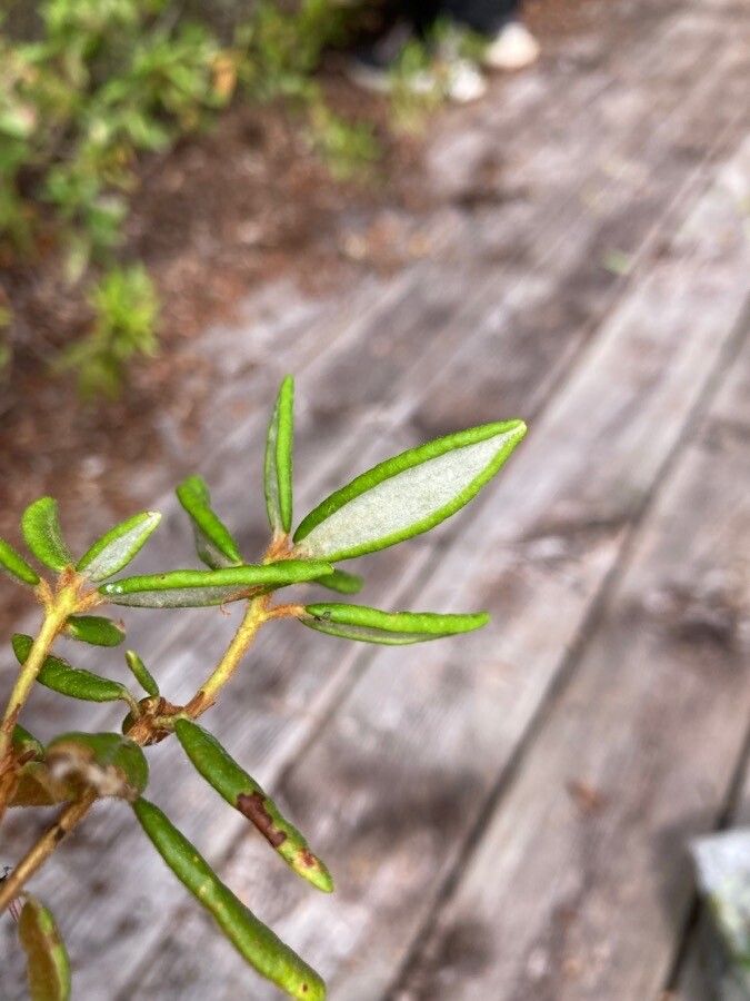 Ledum groenlandicum — search result for 'Labrador'
