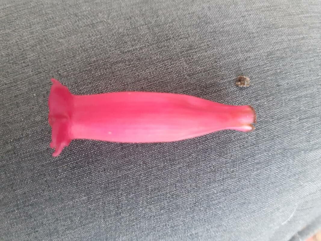 Campsidium valdivianum flower