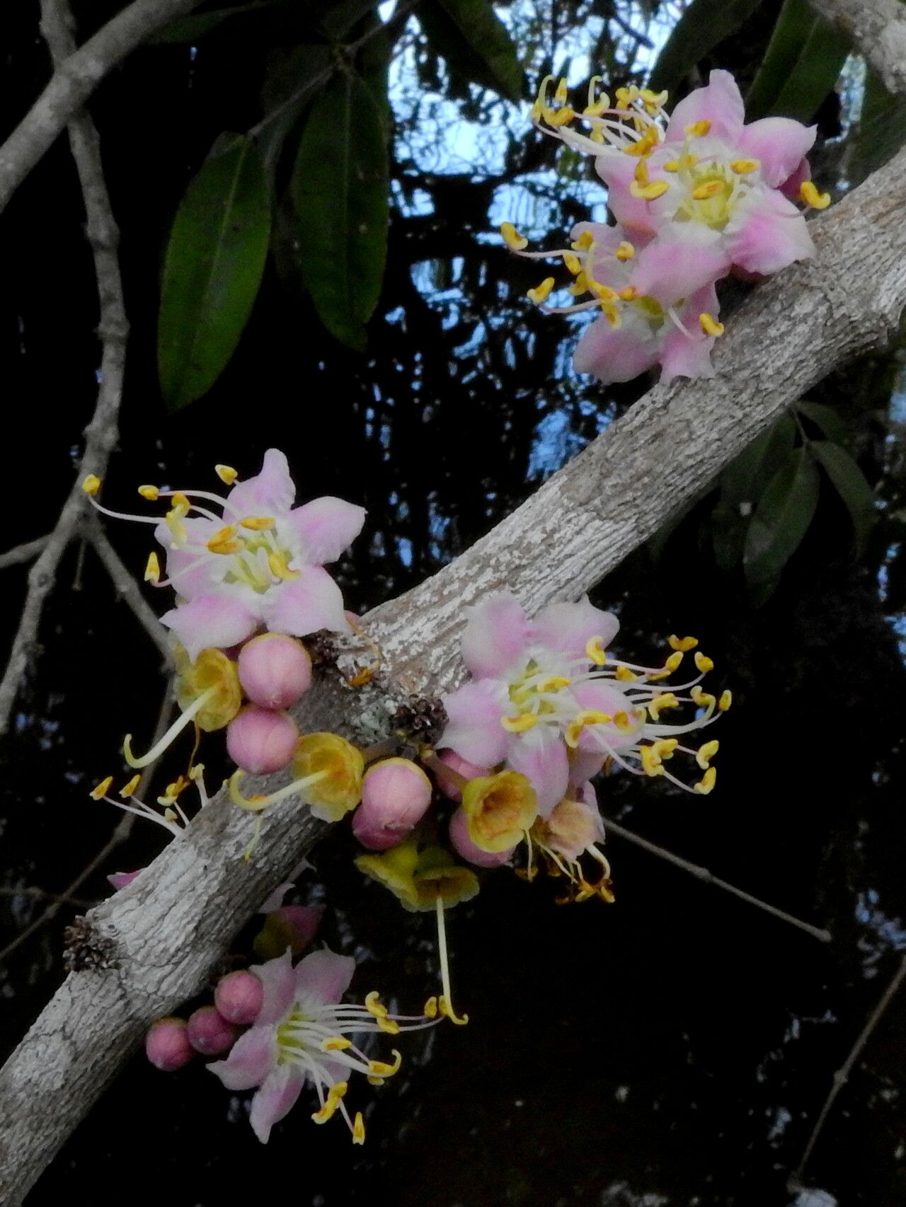 Mouriri apiranga flower