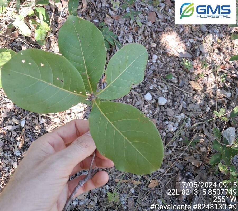 Terminalia glabrescens leaf