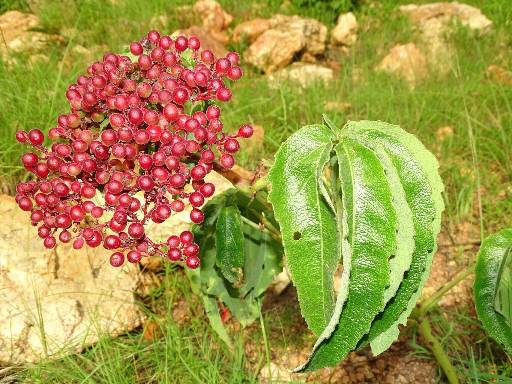 Cyphostemma flavicans — houseplant care guide