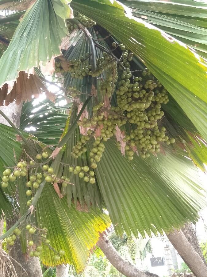 Saribus rotundifolius fruit