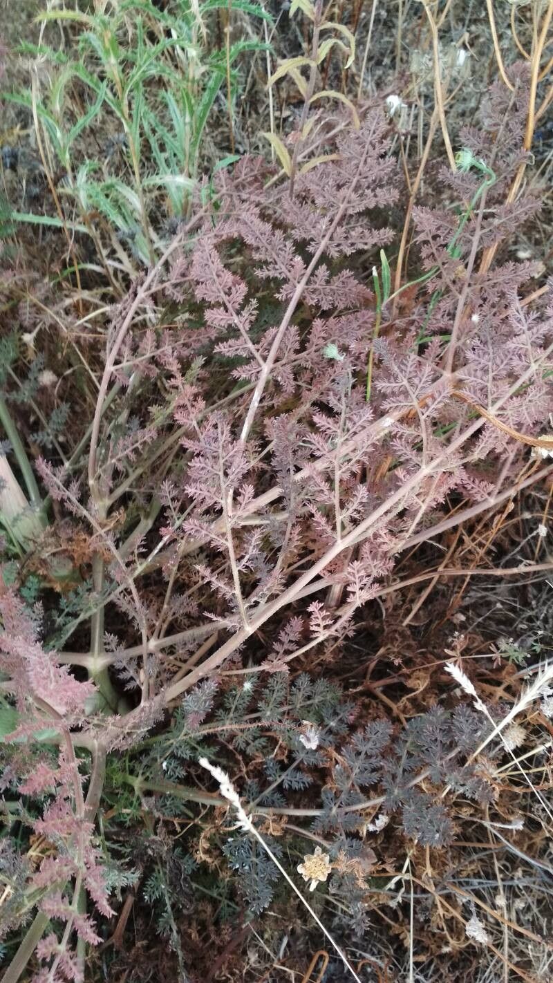 Thapsia gummifera leaf