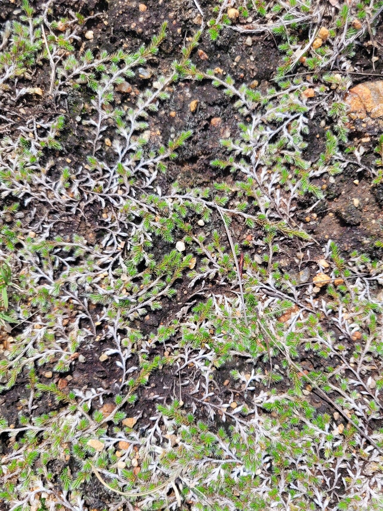 Selaginella nivea — houseplant care guide