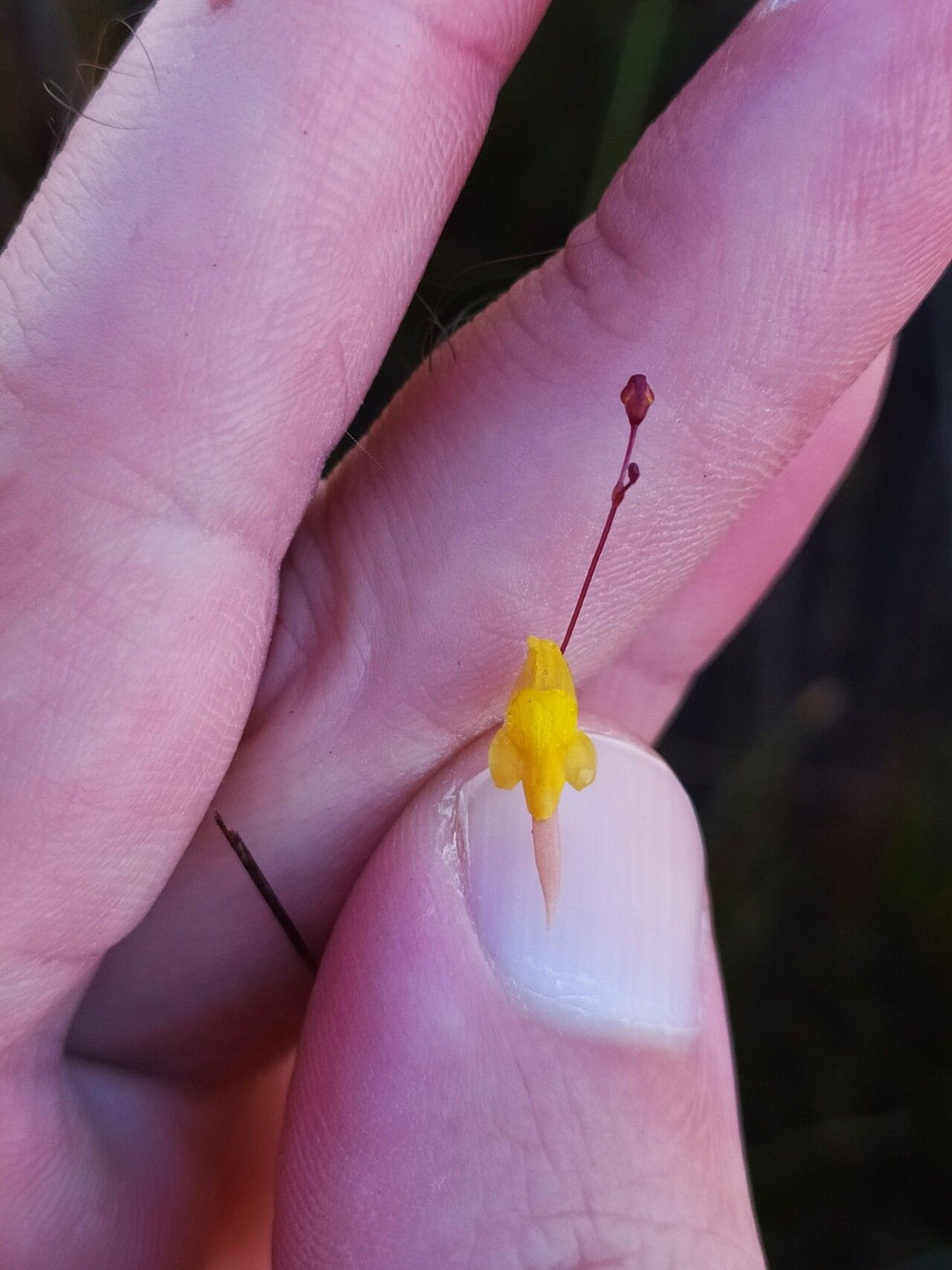 Utricularia nigrescens flower
