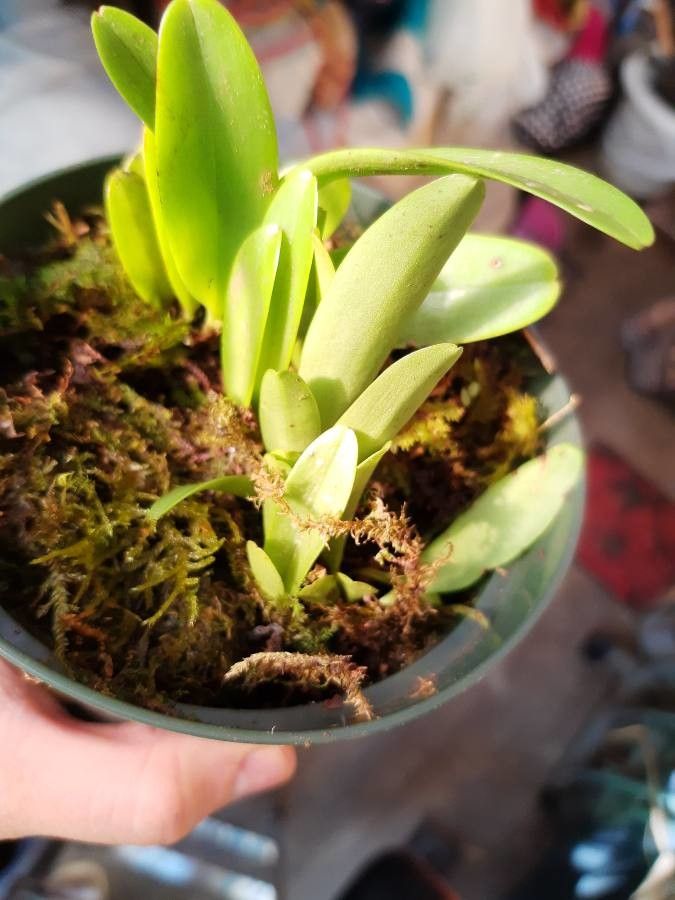 Bulbophyllum apodum leaf