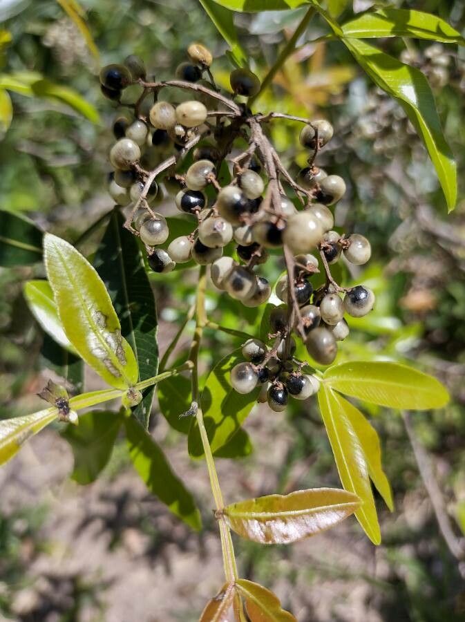 Lithraea molleoides fruit