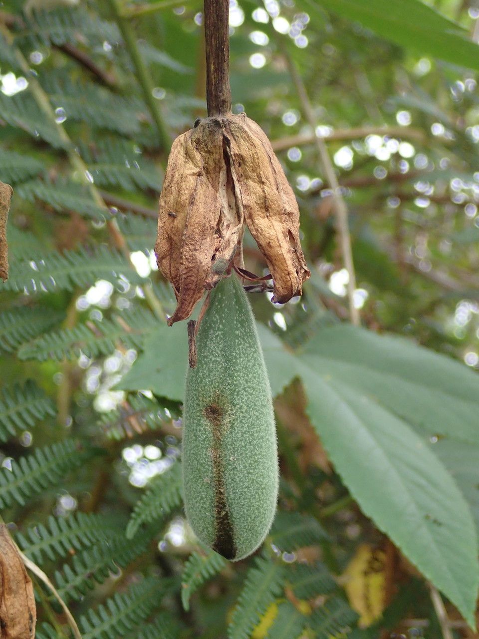 Passiflora tarminiana fruit