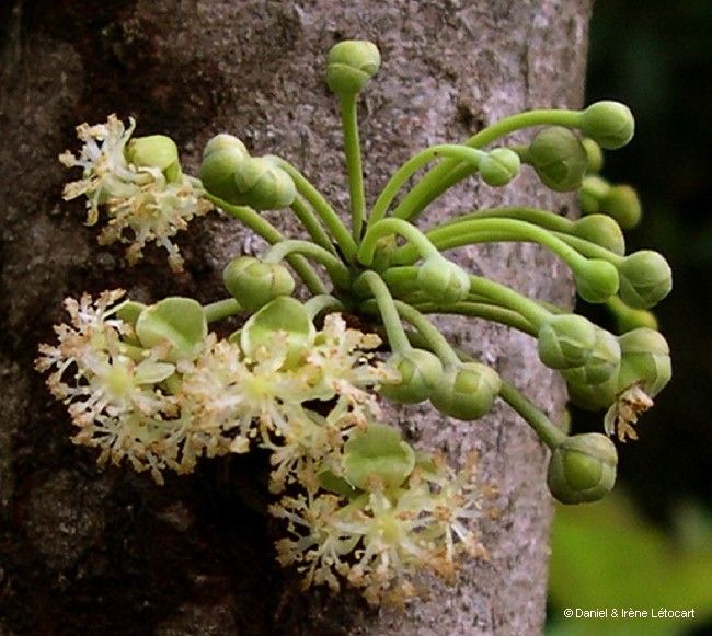 Litsea ripidion fruit