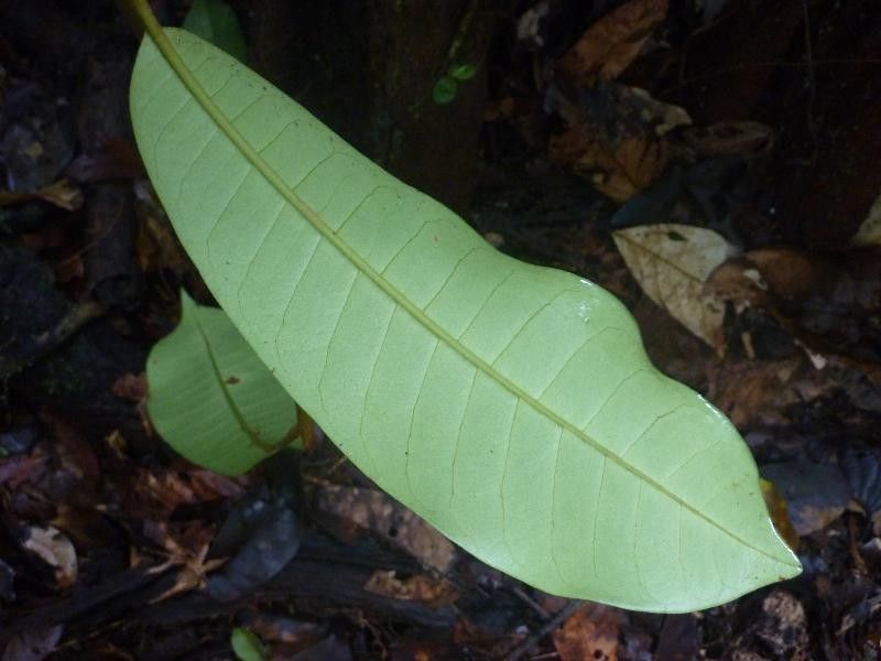 Pouteria virescens leaf