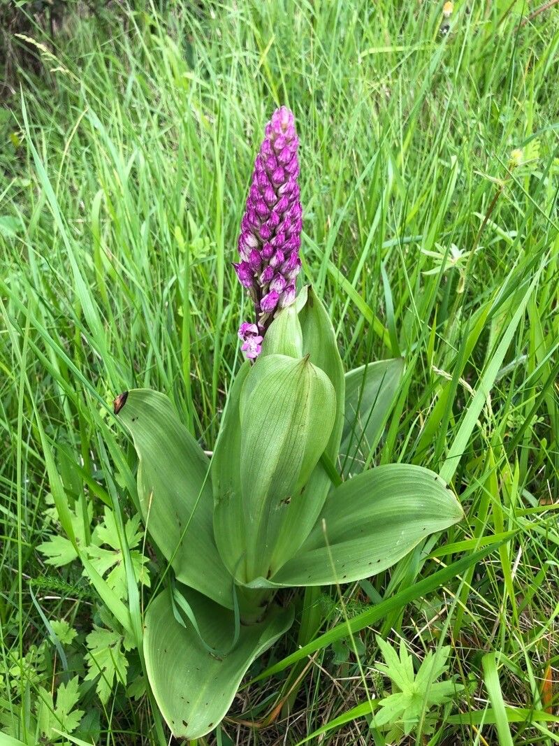 Orchis × hybrida leaf