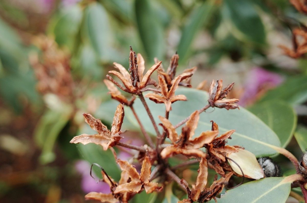 Rhododendron × planetum fruit