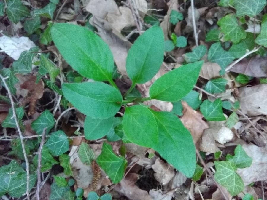 Cynoglossum germanicum — search result for 'Boraginaceae'