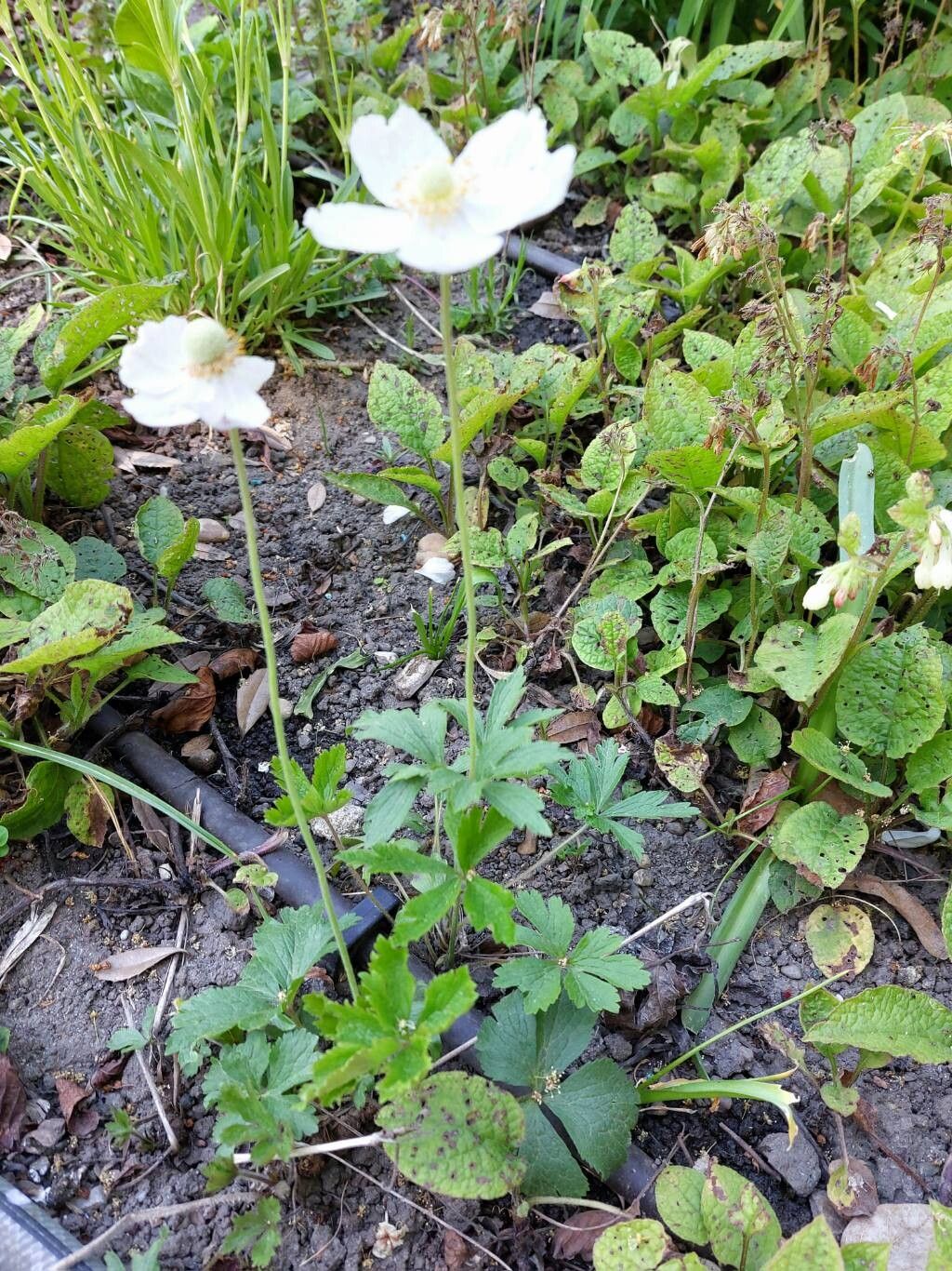 Anemonoides sylvestris — search result for 'Anemone'