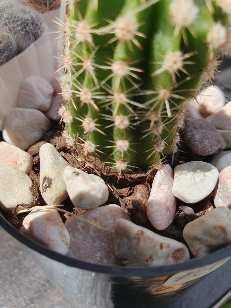 Echinopsis arachnacantha leaf