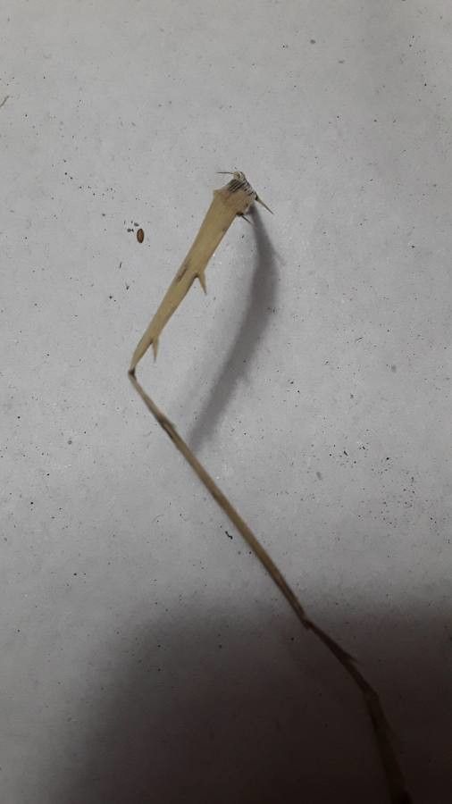 Allium trifoliatum bark