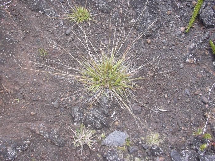 Eragrostis cumingii habit