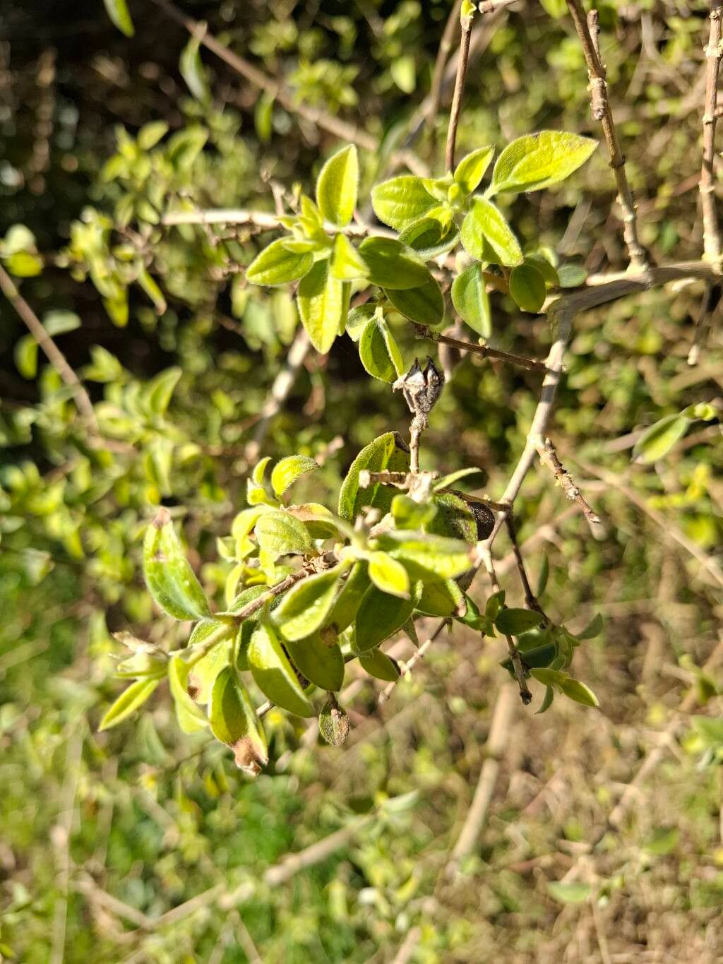 Philadelphus palmeri — houseplant care guide