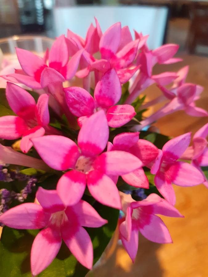 Bouvardia × hybrida flower