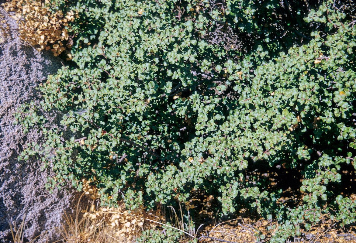 Rhamnus crocea — search result for 'Rhamnaceae'