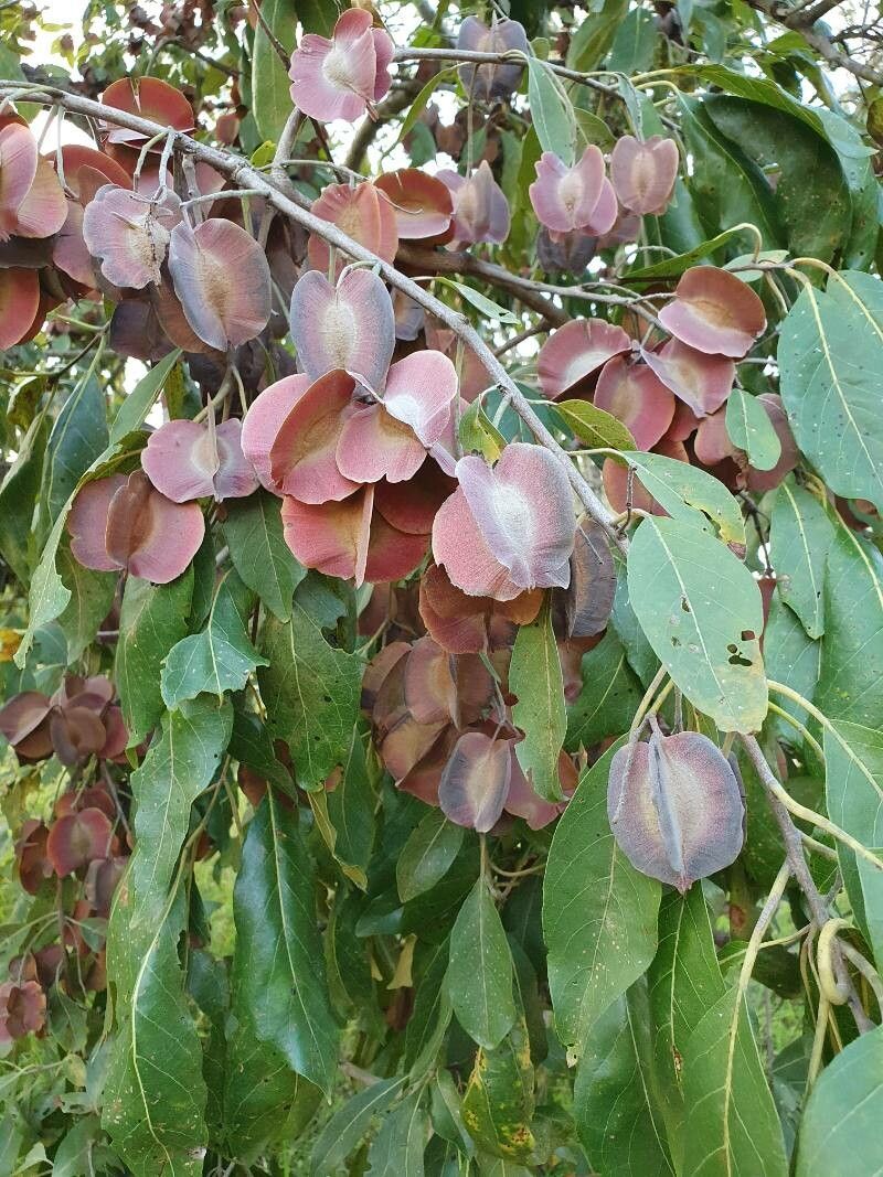 Combretum collinum fruit