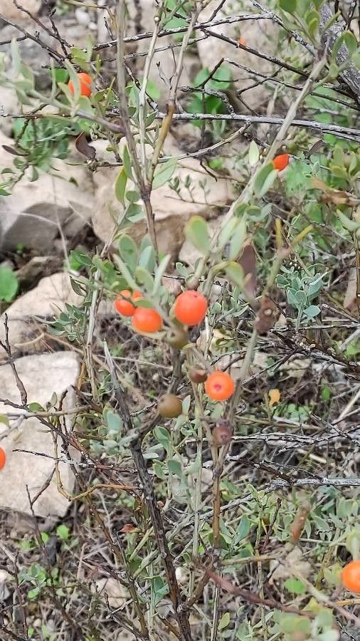 Osyris quadripartita fruit