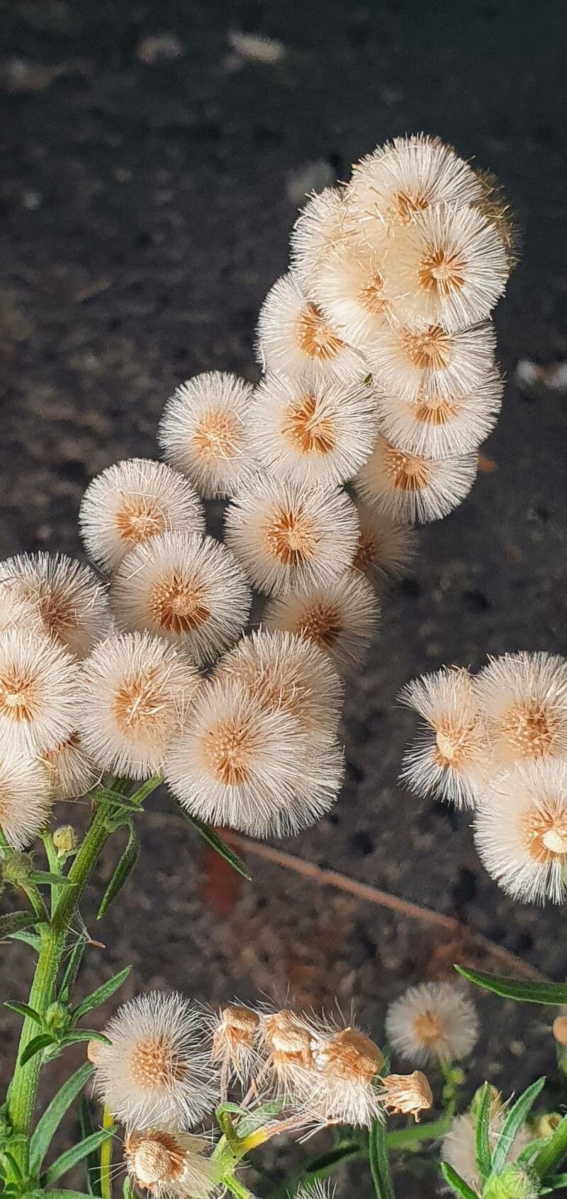 Phagnalon rupestre flower