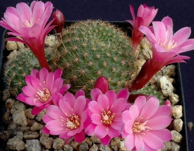 Aylostera perplexa flower