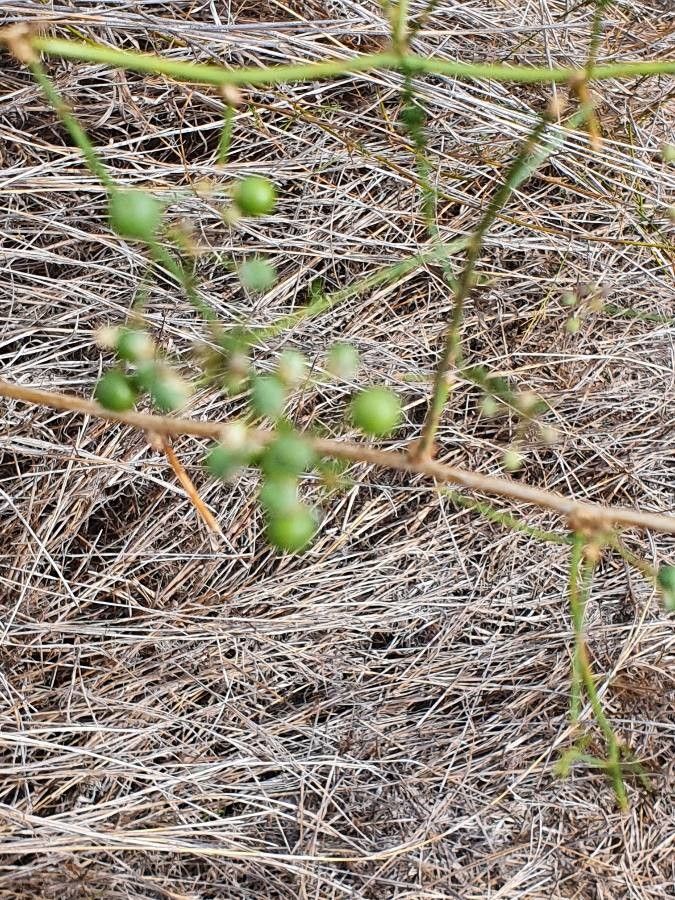 Asparagus africanus fruit