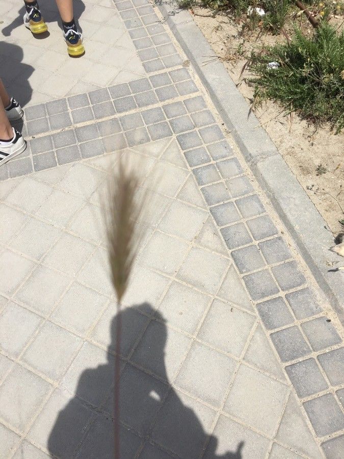 Vulpia fasciculata leaf