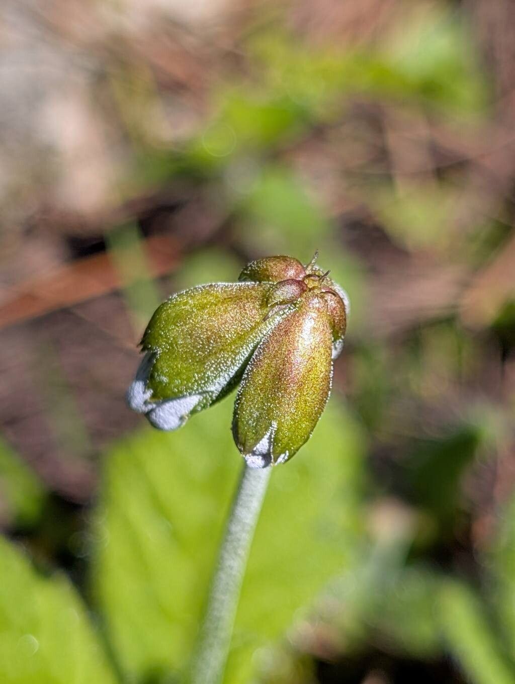 Primula reidii other