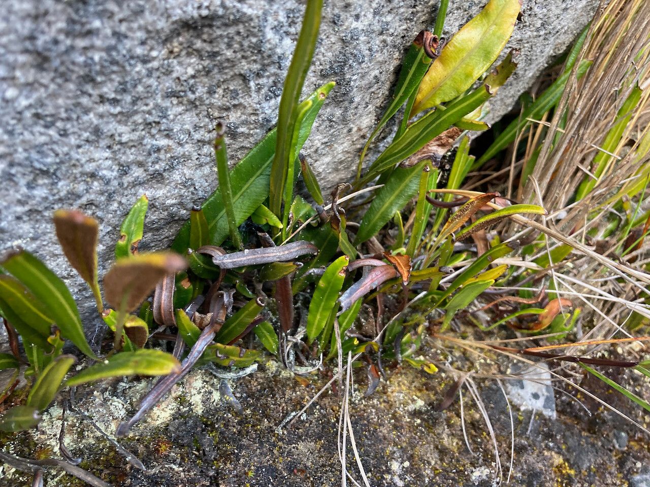 Elaphoglossum minutum habit