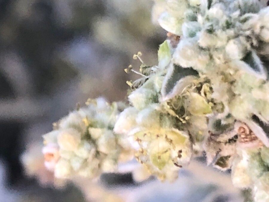 Mercurialis tomentosa flower