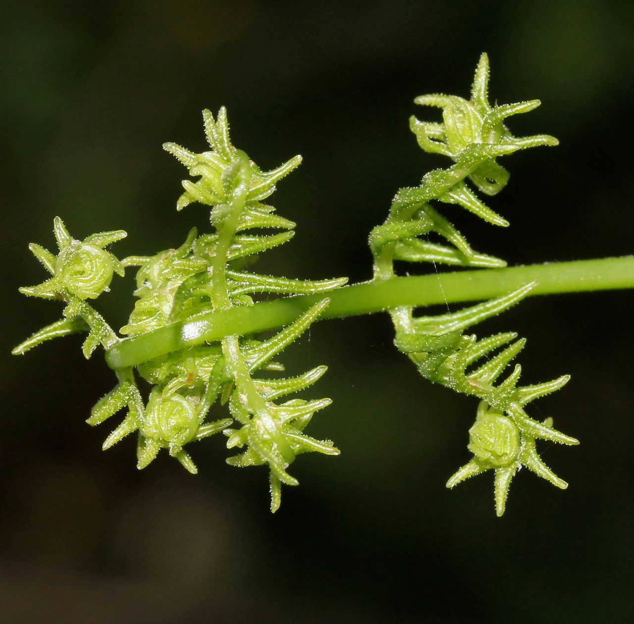 Thelypteris palustris fruit