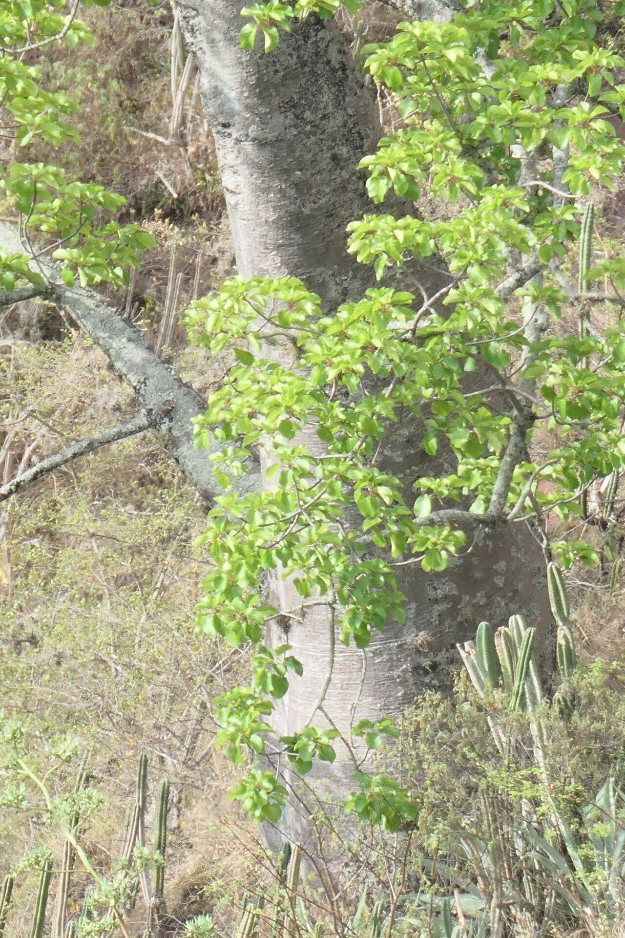 Cavanillesia chicamochae bark