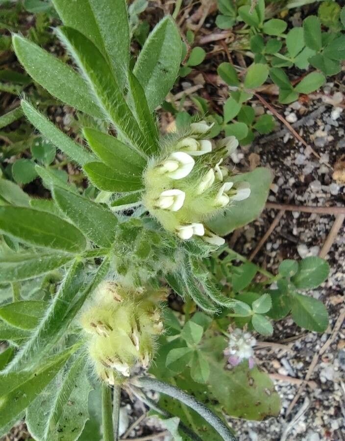 Anthyllis cornicina leaf