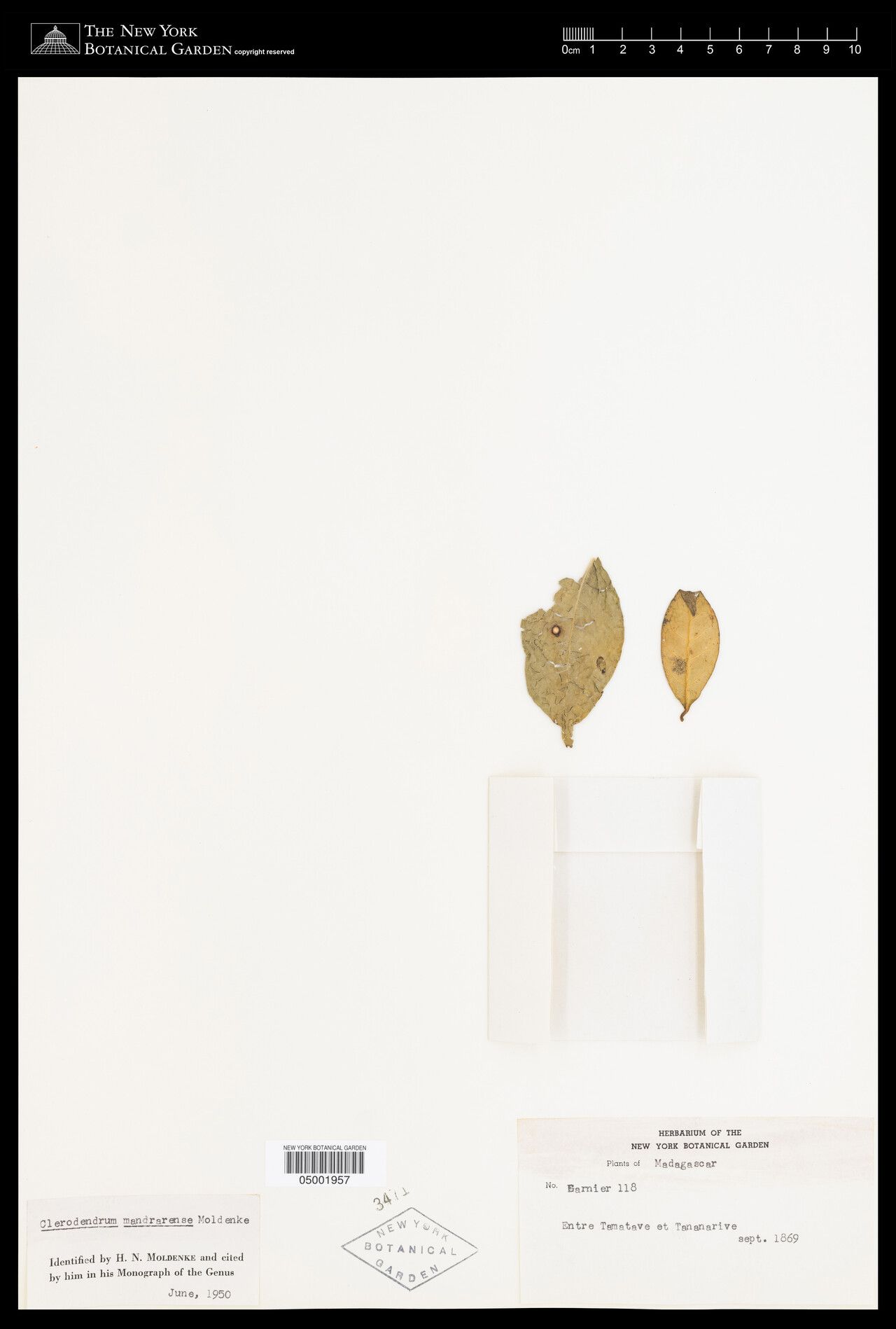 Clerodendrum mandrarense — houseplant care guide