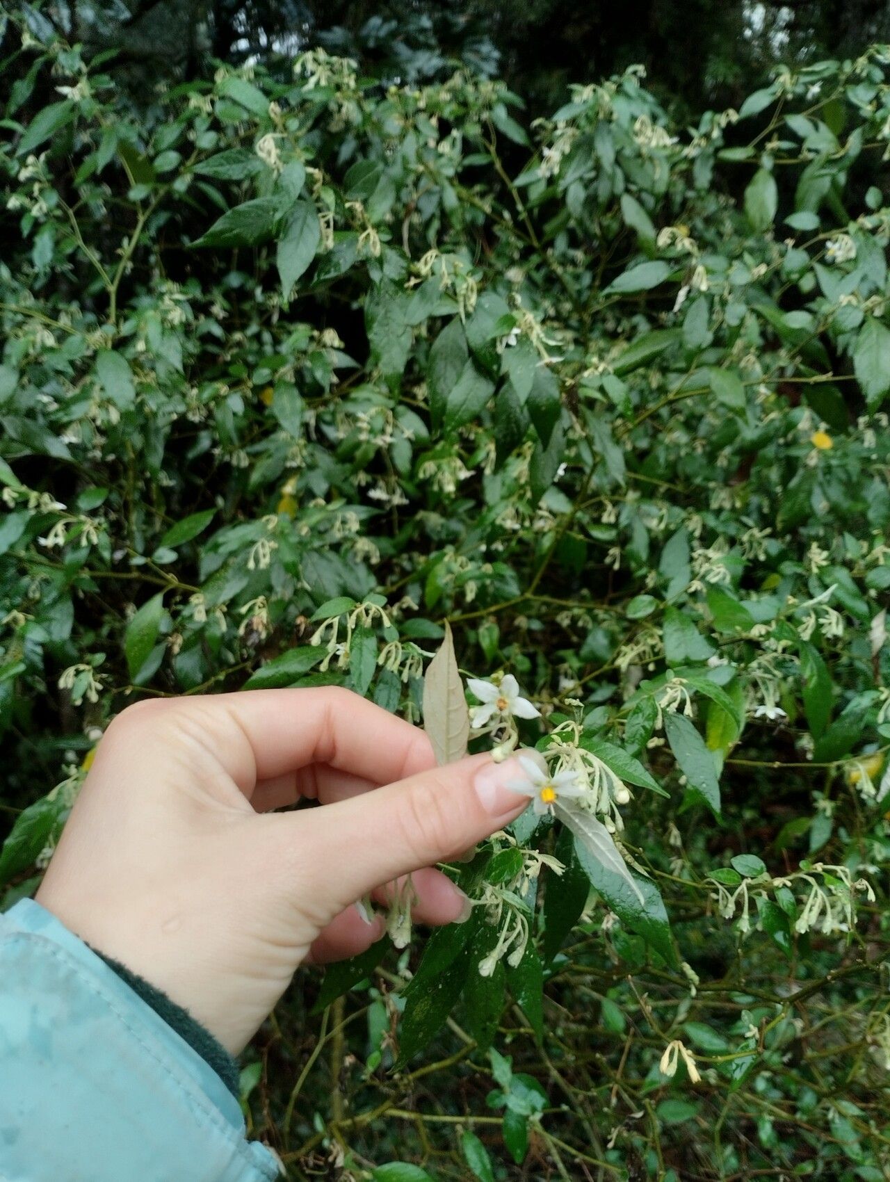 Solanum paranense flower