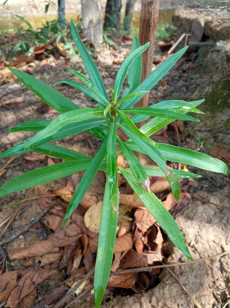 Dracaena mannii leaf