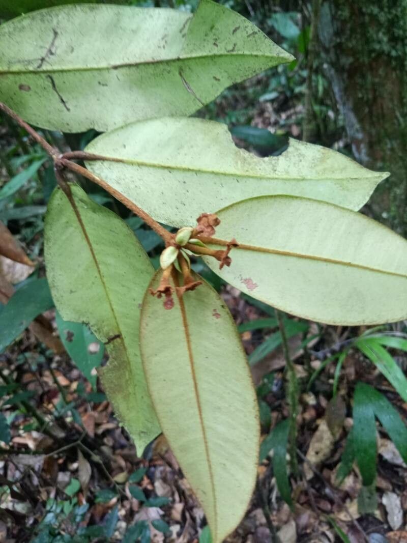 Myrcia neobracteata — houseplant care guide