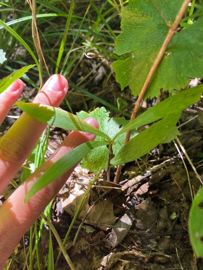 Lilium michiganense leaf